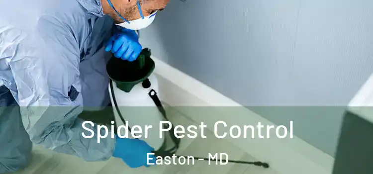 Spider Pest Control Easton - MD