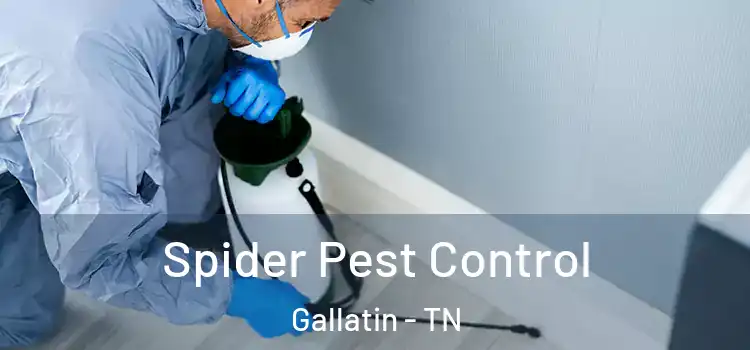 Spider Pest Control Gallatin - TN