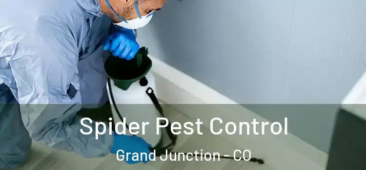 Spider Pest Control Grand Junction - CO