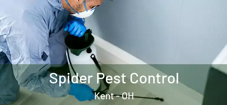 Spider Pest Control Kent - OH
