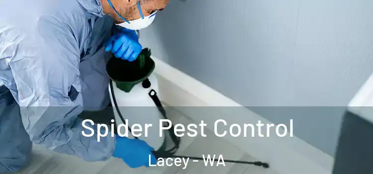 Spider Pest Control Lacey - WA