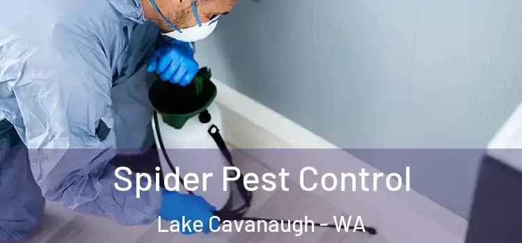  Spider Pest Control Lake Cavanaugh - WA