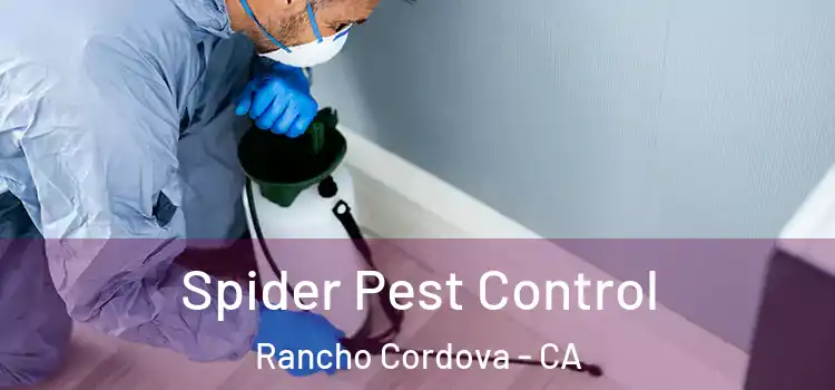 Spider Pest Control Rancho Cordova - CA