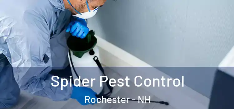 Spider Pest Control Rochester - NH