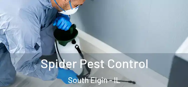  Spider Pest Control South Elgin - IL