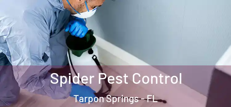 Spider Pest Control Tarpon Springs - FL