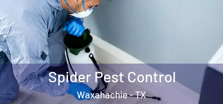 Spider Pest Control Waxahachie - TX