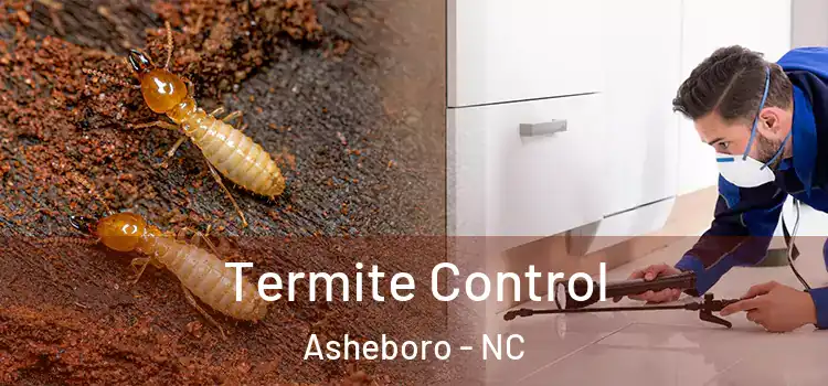 Termite Control Asheboro - NC