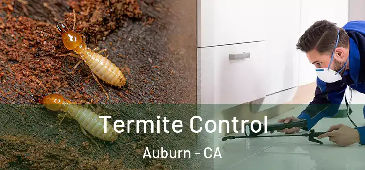 Termite Control Auburn - CA