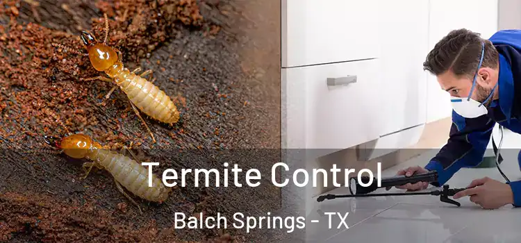  Termite Control Balch Springs - TX