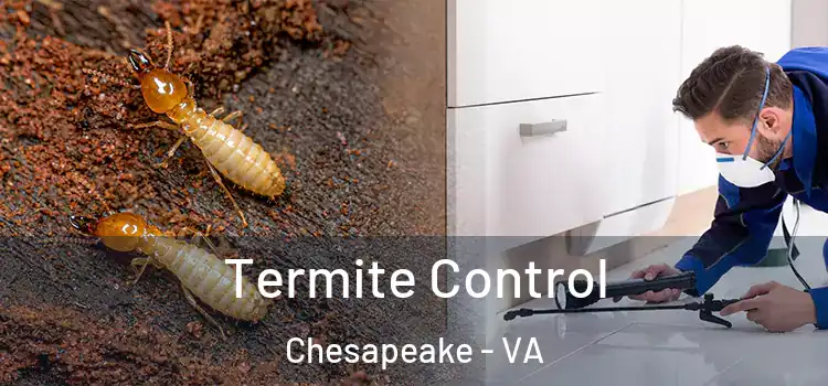 Termite Control Chesapeake - VA