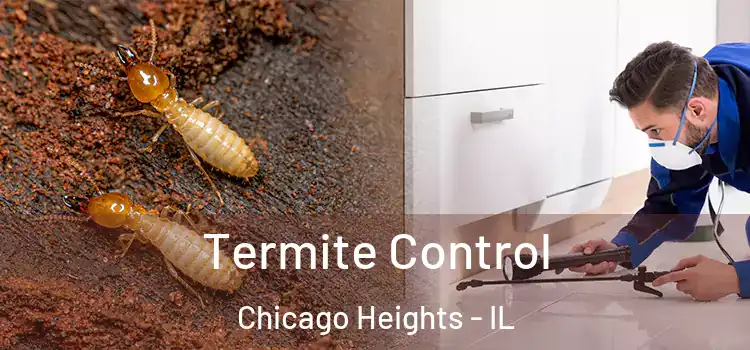 Termite Control Chicago Heights - IL