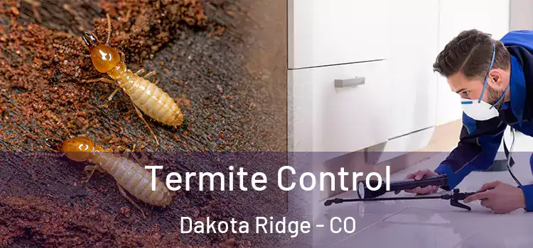  Termite Control Dakota Ridge - CO