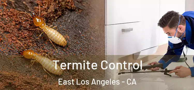 Termite Control East Los Angeles - CA