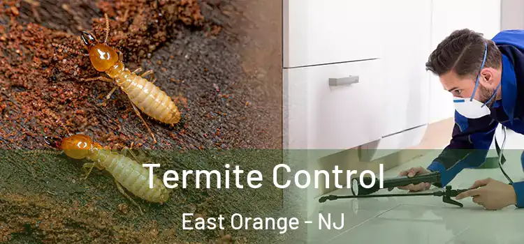 Termite Control East Orange - NJ