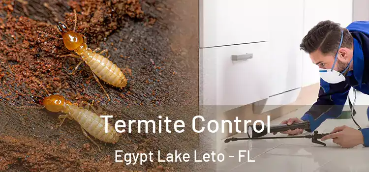 Termite Control Egypt Lake Leto - FL
