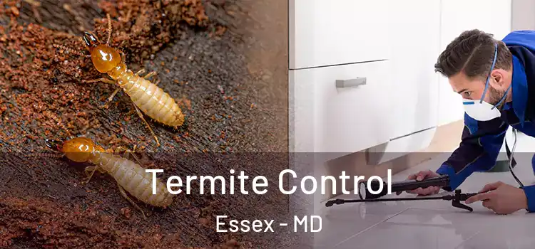 Termite Control Essex - MD