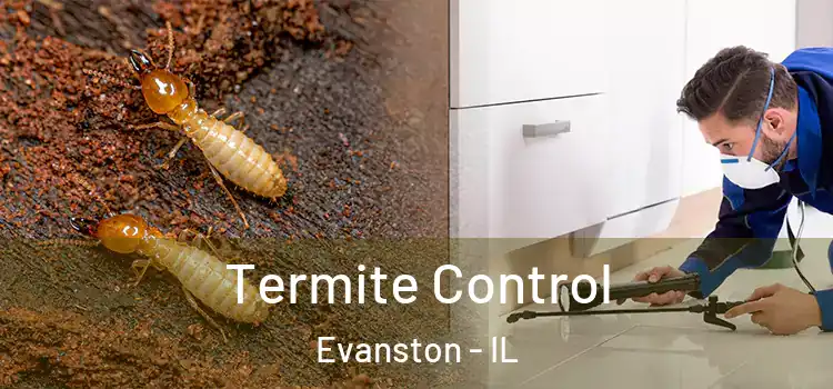 Termite Control Evanston - IL