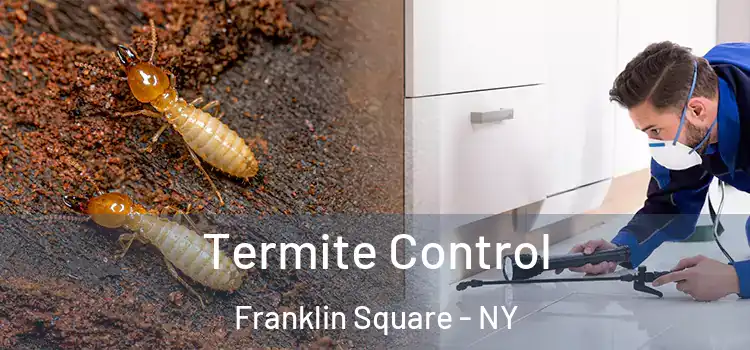 Termite Control Franklin Square - NY