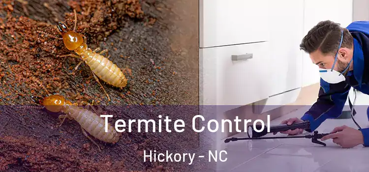 Termite Control Hickory - NC