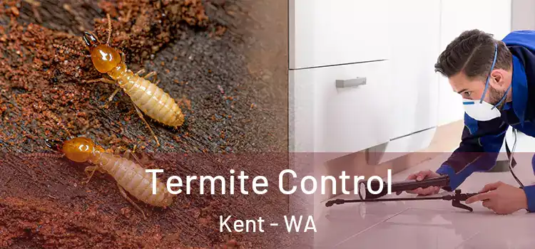  Termite Control Kent - WA
