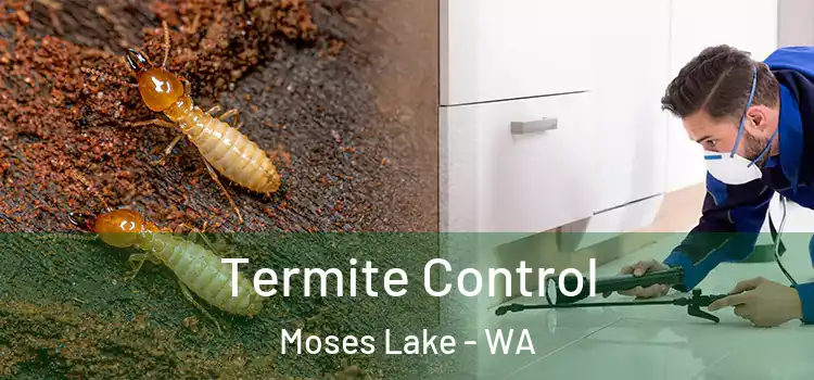  Termite Control Moses Lake - WA