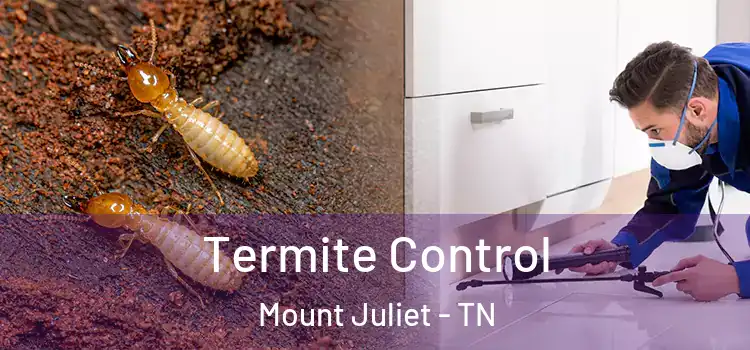 Termite Control Mount Juliet - TN