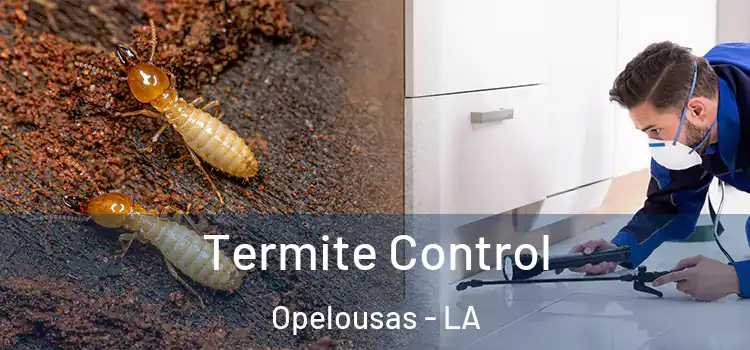  Termite Control Opelousas - LA