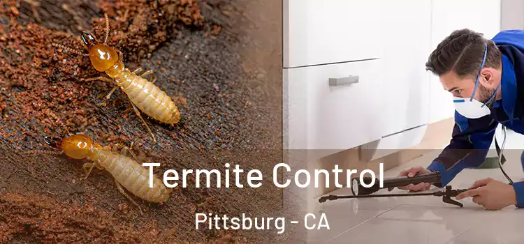  Termite Control Pittsburg - CA