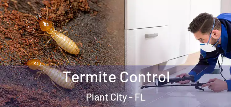 Termite Control Plant City - FL