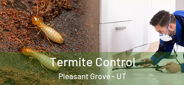 Termite Control Pleasant Grove - UT