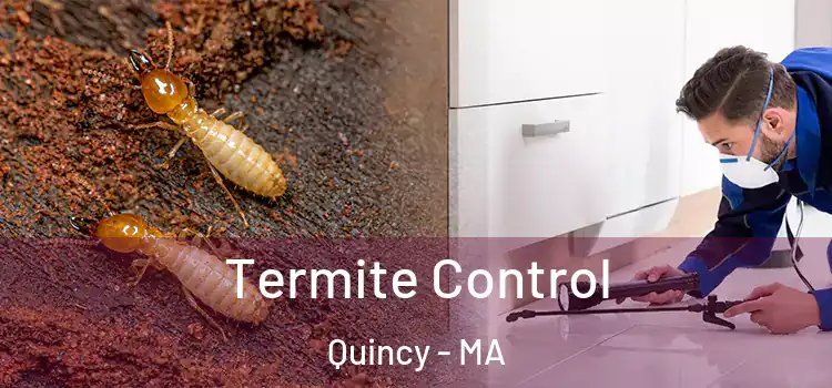 Termite Control Quincy - MA