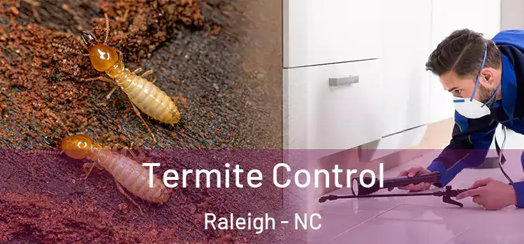 Termite Control Raleigh - NC