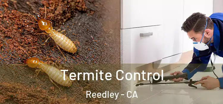  Termite Control Reedley - CA