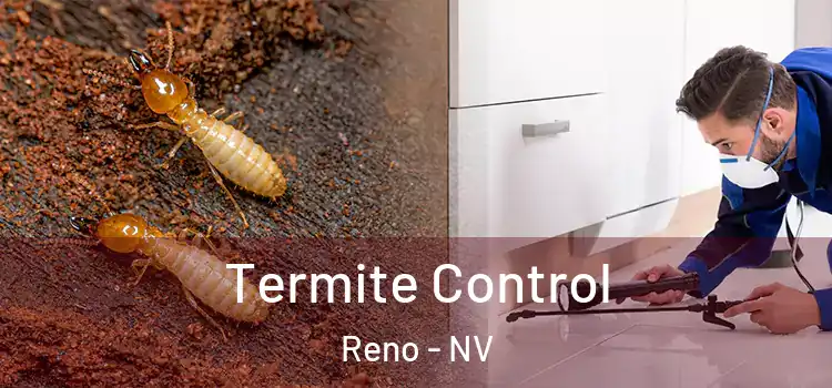 Termite Control Reno - NV
