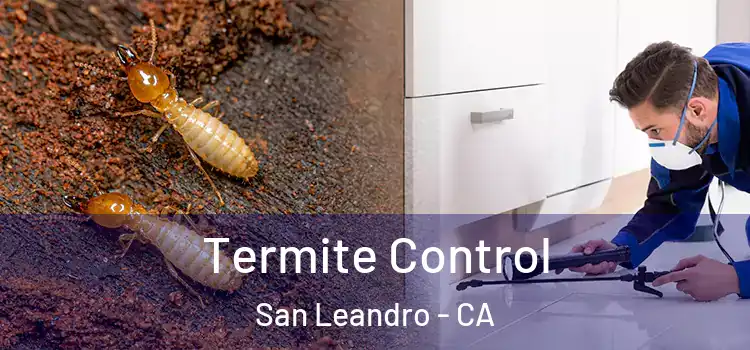  Termite Control San Leandro - CA