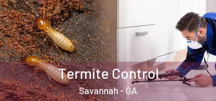 Termite Control Savannah - GA