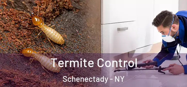 Termite Control Schenectady - NY
