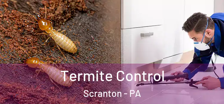 Termite Control Scranton - PA