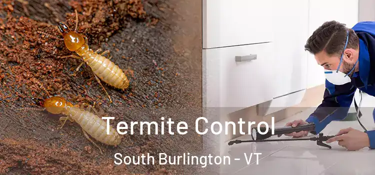 Termite Control South Burlington - VT