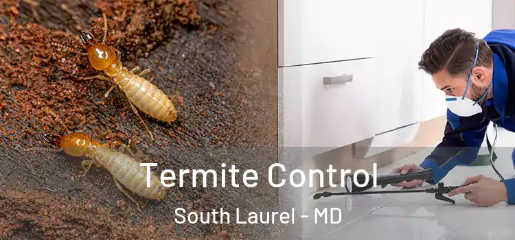 Termite Control South Laurel - MD