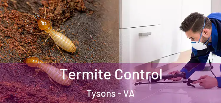 Termite Control Tysons - VA