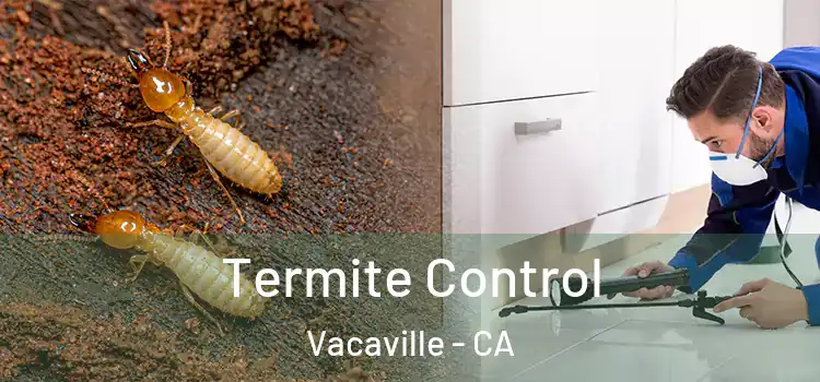  Termite Control Vacaville - CA