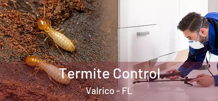  Termite Control Valrico - FL