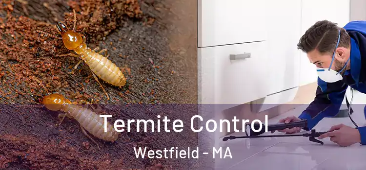  Termite Control Westfield - MA