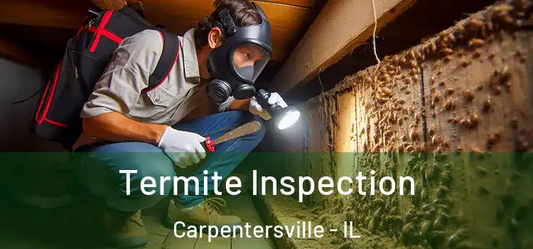  Termite Inspection Carpentersville - IL