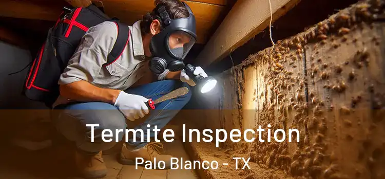  Termite Inspection Palo Blanco - TX