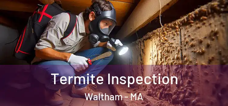  Termite Inspection Waltham - MA
