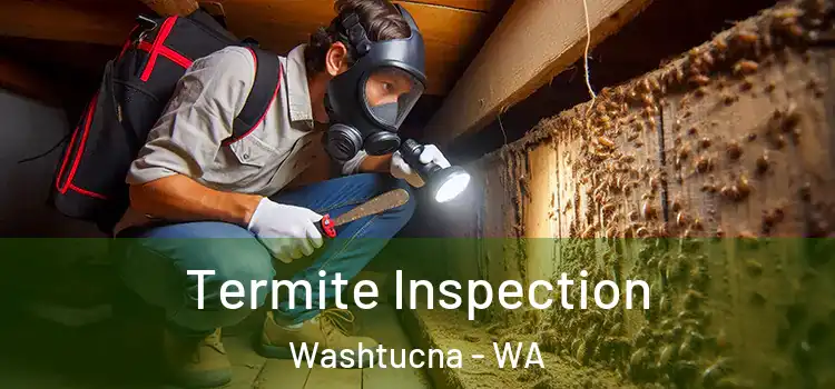  Termite Inspection Washtucna - WA