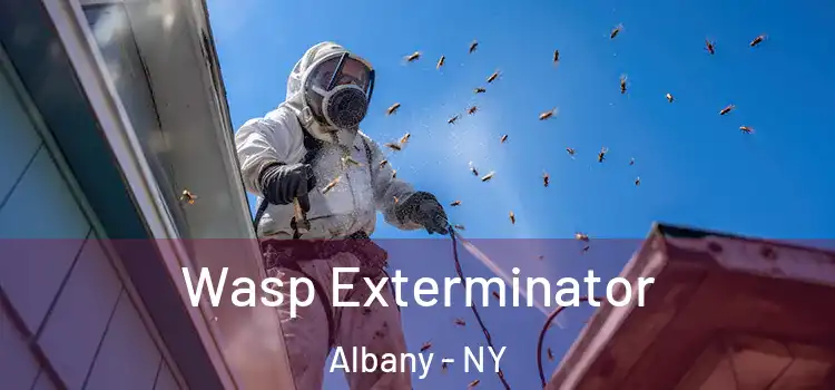 Wasp Exterminator Albany - NY